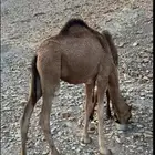 البيع ثنين قعدان نضاف