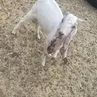تيس