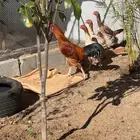 دجاج باكستاني