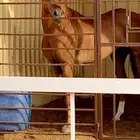 خيل شعبي