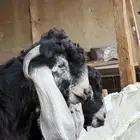 فحول ومشاريع فحول عوارض