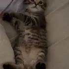 بسه صغيره للتبني مع اغراضها