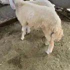 طليان جوايد