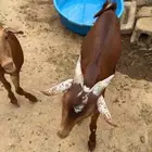 بهم ذبايح