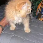 قطه للبيع عمره شهرين لعوب