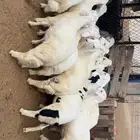 خرفان للبيع