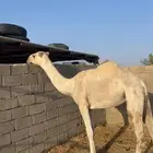 بكرة باتليه للبيع ( تم البيع)