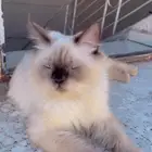 بسه هملايا