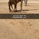 خلفه تحتهاء بكره كفو