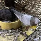 حمام صنعاوي للبيع