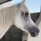 حصان شعبي طرب