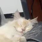 قط ه جميله للتبني
