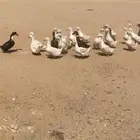 بط بياض