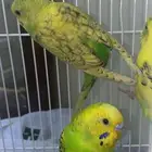 4 طيور بادجي