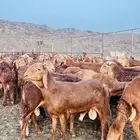 سواكن حمري مرابي جذعان و ثنيان