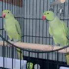 اعرض لكم زوج ببغاء دره هندي ذكر مطوق ومغرد وعنده أصوات جميل