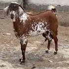 تيس فحل.