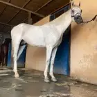 حصان عربي واهو