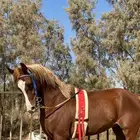 مهر شعبي كفووو جدا وسبوق وحارر ولايصلح للمتدئين