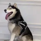 كلب هاسكي للبيع