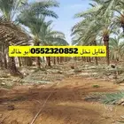 نخل حسب الطلب متوفر جميع المقاصات