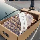 تمر صقعي ومفتل القصيم