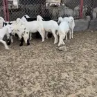 بهم( تم البيع)