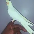 كروان