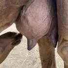 خلفه ساحليه مشروطه
