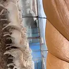 82 راس من ضأن شهران صنف الصنف شكلها قليل جدا  بفحلها صنف