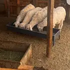 بهم حري نظيف طلي طليان خروف