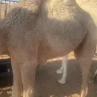 بكره لبيع قصب