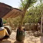 نخل خلاص فاخر مجذر