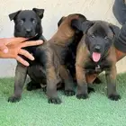 كلاب مالينو