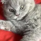كيتن سكوتش فولد