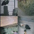 جوزين روز مع فروخ