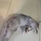 قط ذكر رمادي للتبني
