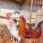 ديك فرنسي وسوسيكس