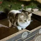 قطط للبيع على السوم