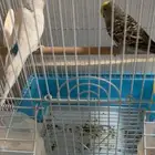 زوج طيور حب معه بيضه