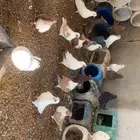 حمام كنق منتج