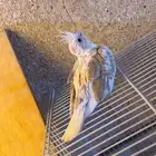 للبيع فرخ كروان هولندي بايد الي توقف عليه سومه نصيبه