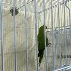دره هندي
