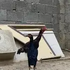 للبيع ديك باكستاني كفو