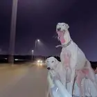 الكلب مفقود في جيزان صامطه