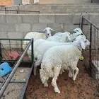 ذبايح حريات طيبات