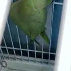 دره على السوم