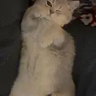 للبيع قطط سكوتش ستريت - بريتش مكس