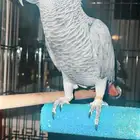 كاسيكو متكلم