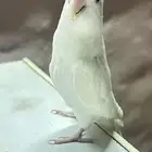 روز اليف للبيع